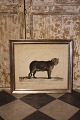 emne nr:
Gravure af leopard emne nr:
Gravure af leopard
