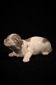 Royal Copenhagen porcelain figure of Basset dog puppy.
1452/1204.