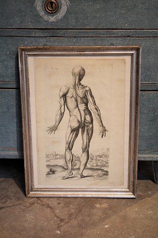 1700 tals gravure af menneske kroppens anatomi indrammet i 1800 tals sølvramme.
54x40cm.