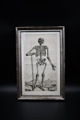 1700 tals gravure af menneske kroppens anatomi indrammet i 1800 tals sølvramme med en fin patina. Måler:45,5x30cm.