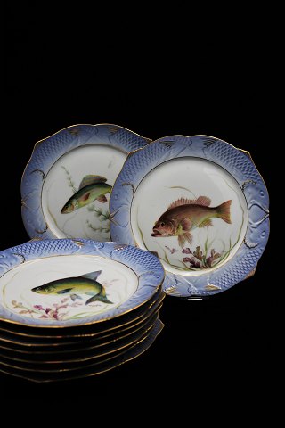 12 stk. Royal Copenhagen middags tallerken dekoreret med fiskemotiver 
Dia.:24,5cm. RC#1212/3002...