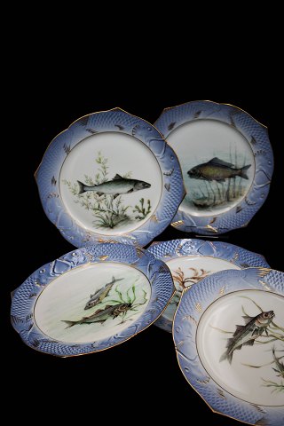 Royal Copenhagen dinner plates in fish set, Dia.:24cm. 
Decoration number: 3002. 2.sort. 
Has blue painted fish edge with gold decorations and is each hand painted 
(Private Painter)...