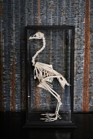 Dekorativ glas box med gammelt Hane skelet.Mål: H:53,5cm. - 29x20,5cm.