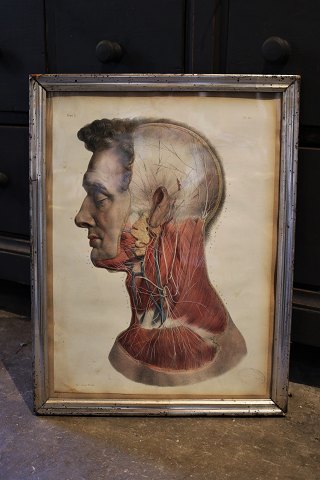 1800 tals gravure af menneske kroppens anatomi (hoved) indrammet i 1800 tals sølvramme...