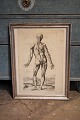 1700 tals gravure af menneske kroppens anatomi indrammet i 1800 tals sølvramme.
54x40cm.
