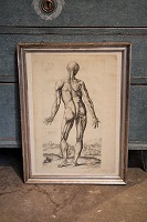 item no: gravure anatomi nr.7