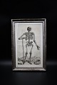 1700 tals gravure af menneske kroppens anatomi indrammet i 1800 tals sølvramme 
med en fin patina. Måler:45,5x30cm.