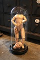 Gammel fransk cylinderformet glas globe med fast monteret "kunst" installation 
af gammel dukke krop.